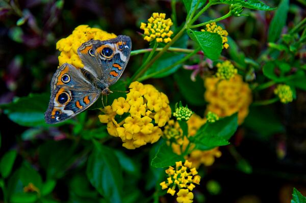 In this file photo, a butterfly perches on a flower during the Butterfly Festival at the Dunwoody Nature Center.