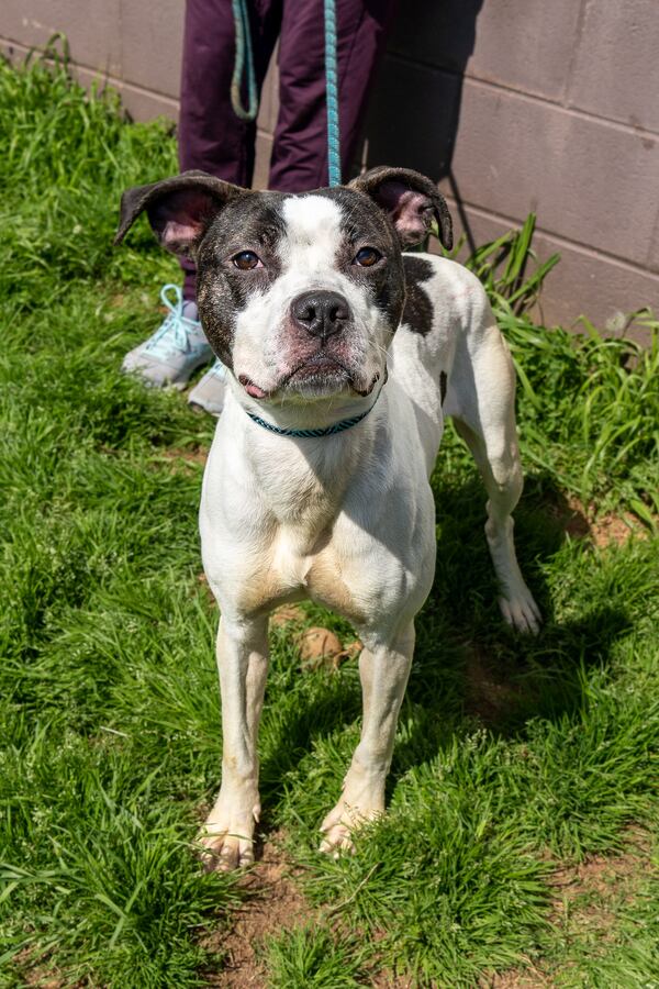 Affectionate Zevo is this week's pet of the week from Lifeline.