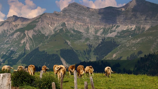 Contented cows feast on fresh grass throughout the summer season, giving their milk (and resulting cheese) a distinctive and sublime flavor. (Joanne and Tony DiBona)