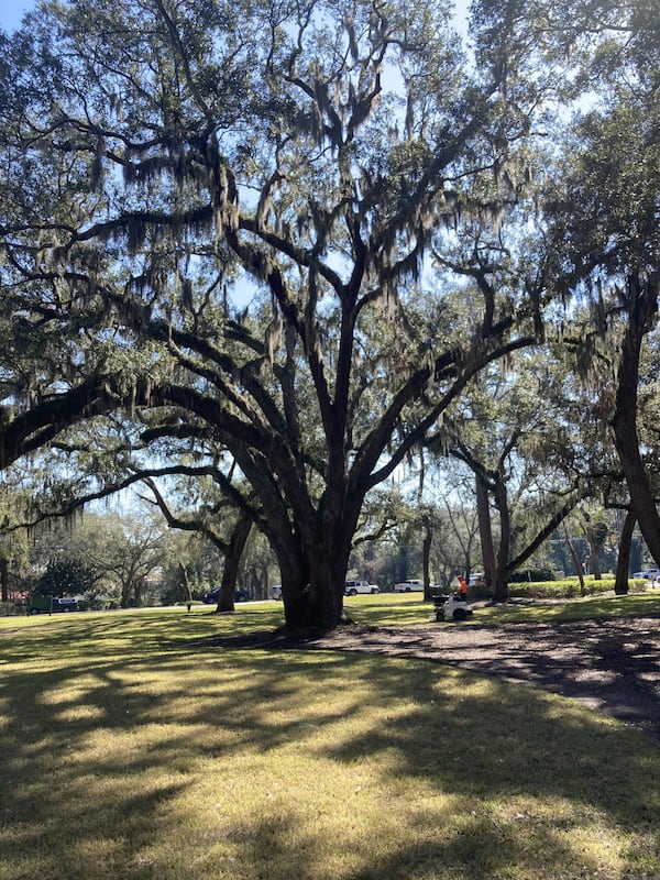 Live oaks dating back as far as 250 years stand at Old Stables Corner, the former site of a horse stables operated by the Sea Island resort. A traffic circle planned nearby threatens several of the 17 live oaks on the 2.3-acre property. (Adam Van Brimmer/AJC)