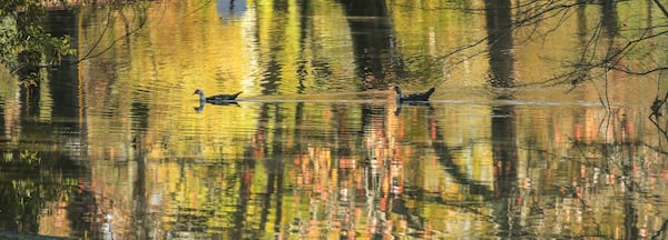 Water fowl make their way across Duck Pond Park at Peachtree Heights East in Atlanta. JOHN SPINK / JSPINK@AJC.COM