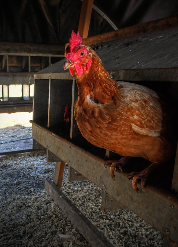 Egg-gathering time in the henhouse at Grateful Pastures in Mansfield. Chris Hunt for The Atlanta Journal-Constitution