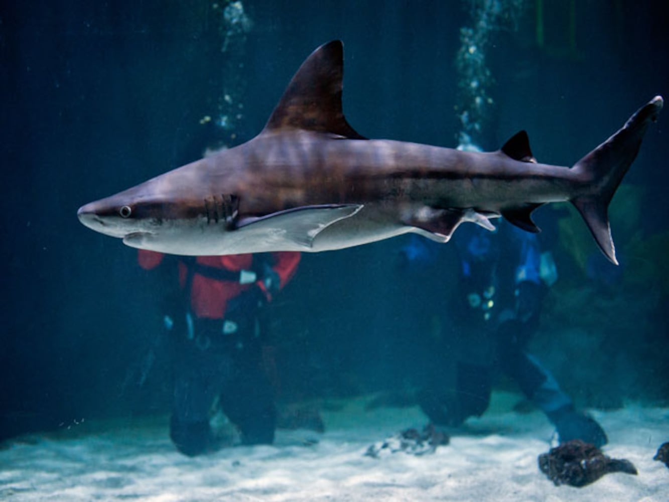 Eye-To-Eye With Sharks At Point Defiance Zoo & Aquarium