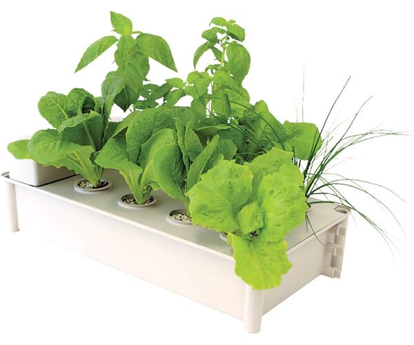 Lettuce and mint grow in water. 
Courtesy of Atlantis Hydroponics.