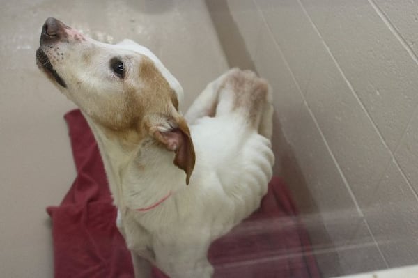 Photos courtesy of Gwinnett County Animal Shelter.