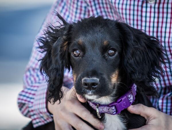 Belle Burns is the English Spaniel of House Speaker Jon Burns and his wife, Dayle Burns. (Courtesy photo)