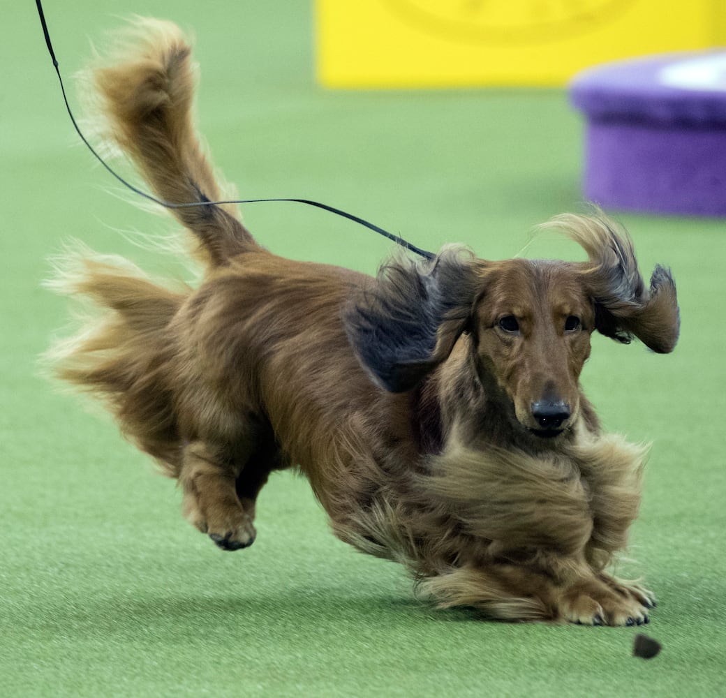 Photos: Westminster Dog Show 2018: Bichon frisé Flynn crowned best in show