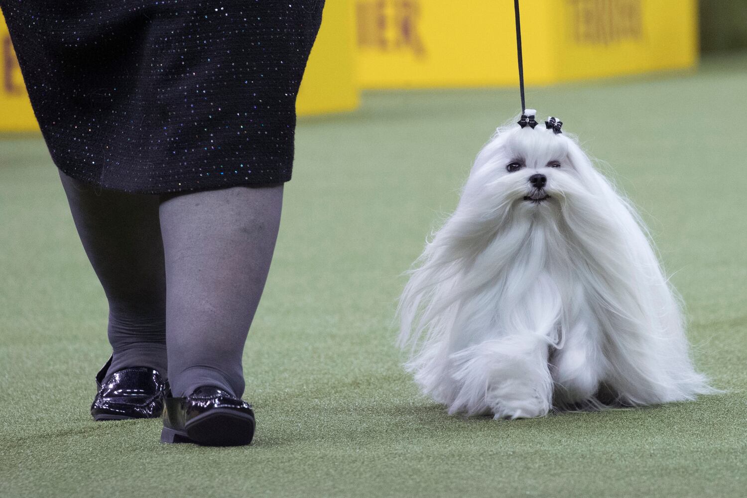 Photos: Westminster Dog Show 2018: Bichon frisé Flynn crowned best in show