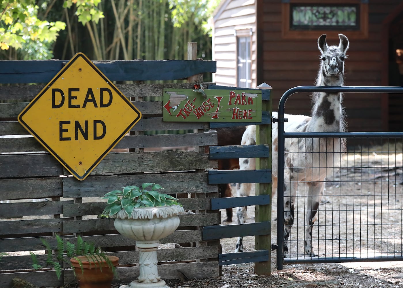 Atlanta Airbnb with llamas inside a bamboo forest