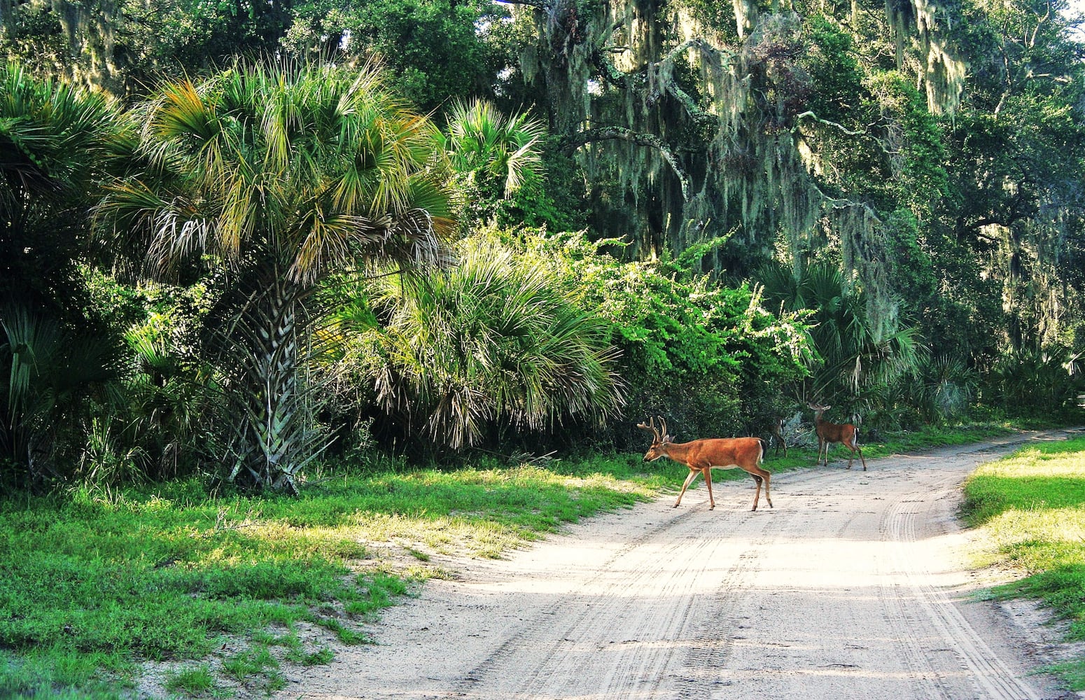 Deer xing