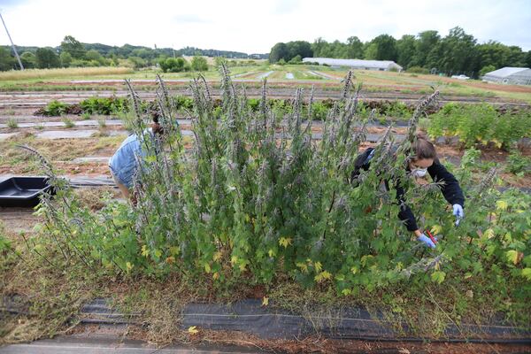 With two years of experience at UGArden community farm, student worker Erica Head, harvests mother-wort herbs. The staff rotates schedules so that they won’t work on the farm at the same time due to a social distance. Thursday, May 24, Athens, and 2020. Miguel Martinez for the Atlanta Journal-Constitution