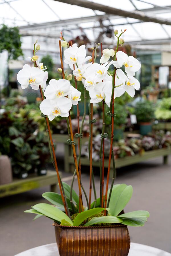 Houseplants can beautify a home and create a calming environment that's perfect for refreshing spring days.
Courtesy of Pike Nurseries