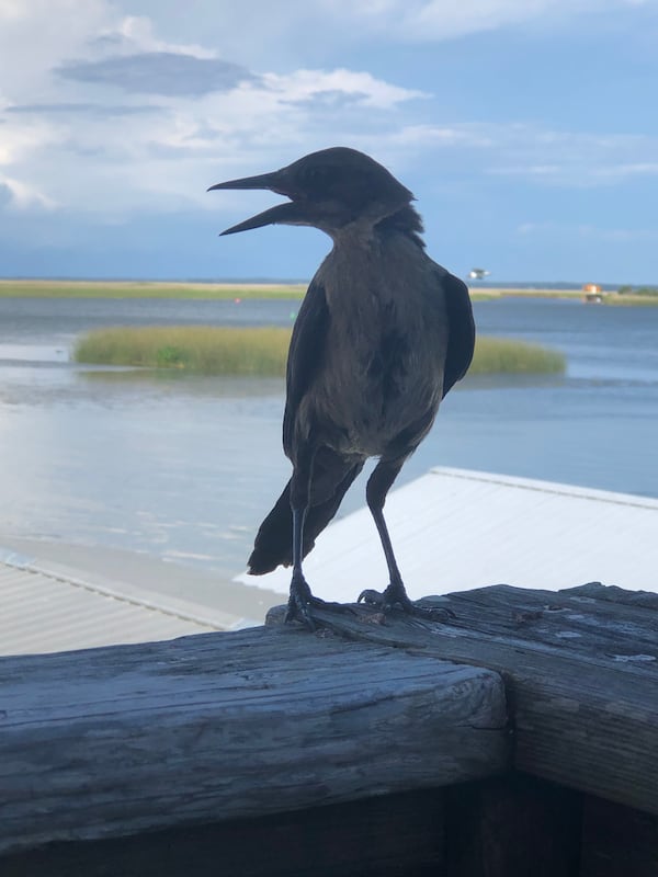 "We were enjoying a meal in Apalachicola when this bird joined us hoping for a bite," wrote Marilyn C. Hedrick of Milton.