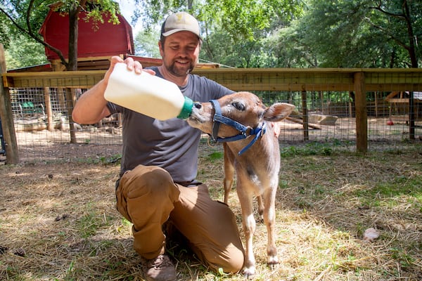 Jonathan Ordway feeds a young Zebu bull at the Yellow River Animal Sanctuary in Lilburn Friday, June 12, 2020. STEVE SCHAEFER FOR THE ATLANTA JOURNAL-CONSTITUTION