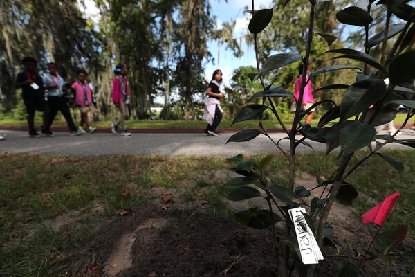 Students walk by a Camellia that was planted earlier in the day on Thursday, October 5, 2023 at Lake Mayer. The Savannah Camellia Project plans to plant around 1,500 Camellias along the path around Lake Mayer and the Truman Linear Trail.