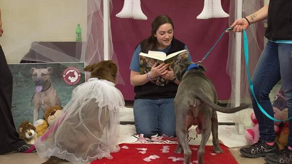 Jack and Diane, two senior shelter dogs, were "married" recently so they could be adopted together.