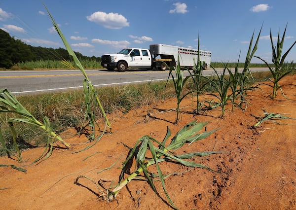 A cattle car drives by a barren corn field on Highway 83 as the prolonged heat wave has devastated crops in several parts of Georgia.  Curtis Compton for the Atlanta Journal Constitution