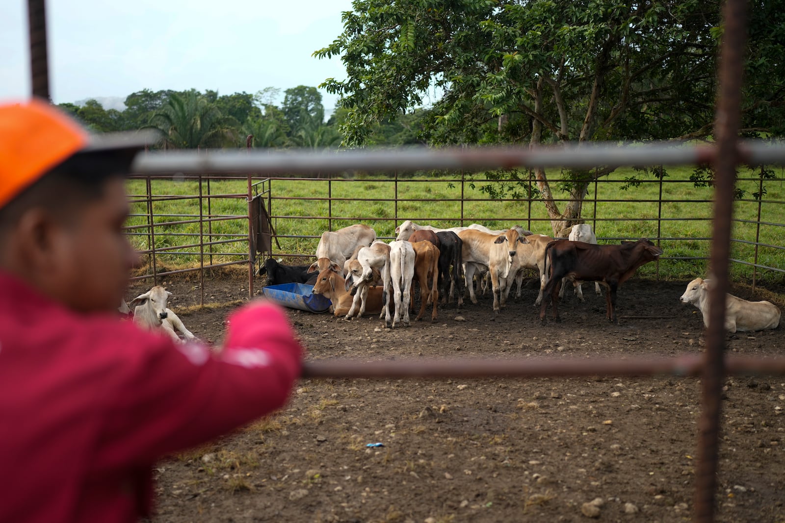 A ranch worker looks after cattle in the village of Limon, which would be submerged in a proposed plan to dam the nearby Indio River to secure the Panama Canal’s uninterrupted operation, in Panama, Saturday, Aug. 31, 2024. (AP Photo/Matias Delacroix)