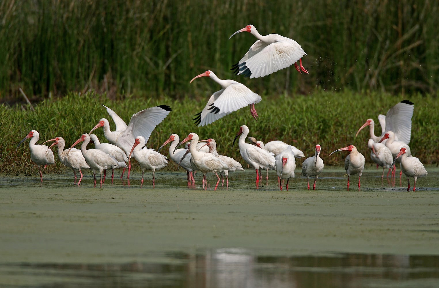 Coastal birds of Georgia