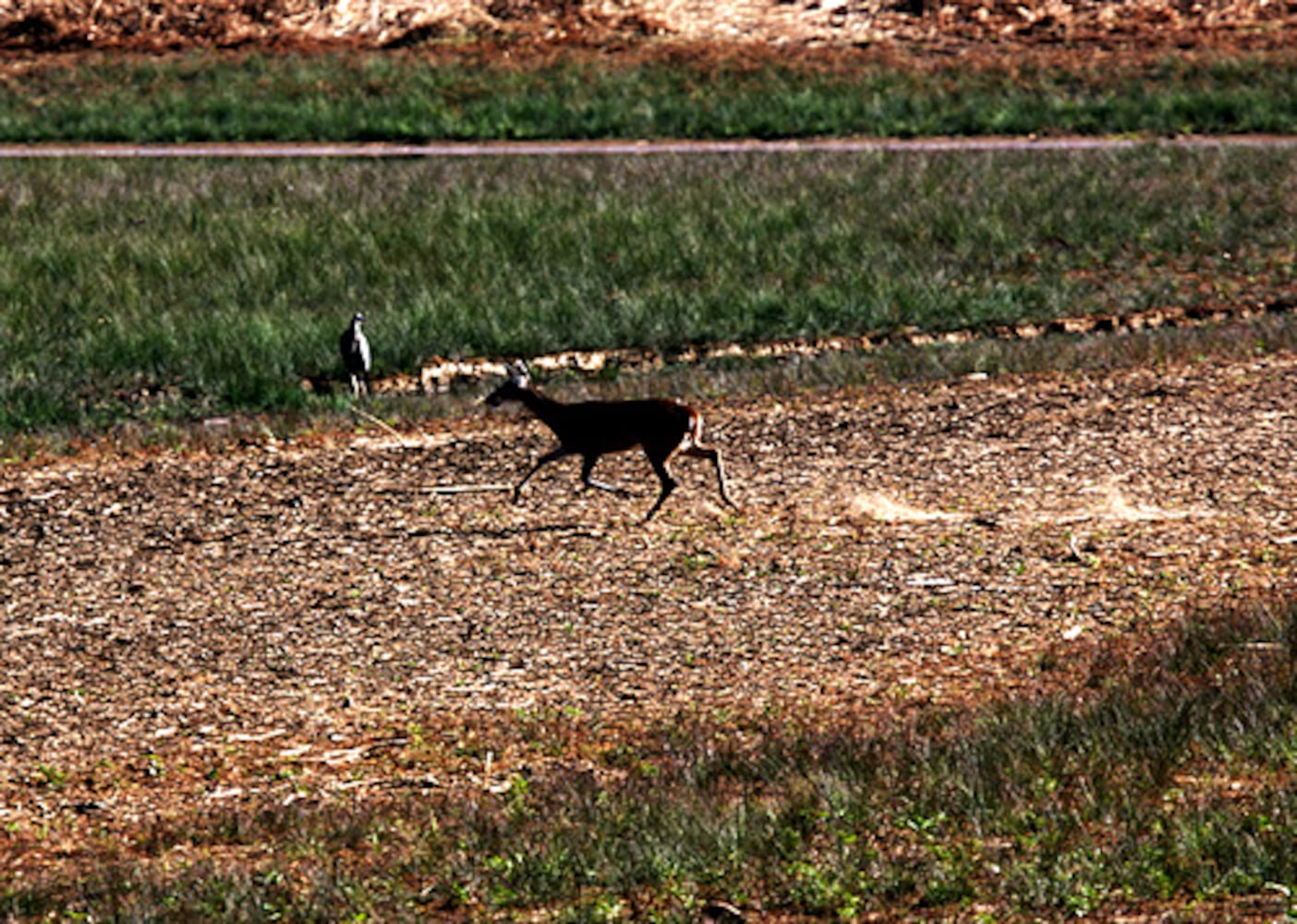 The Dog River Reservoir goes dry