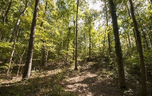 Wylene Tritt’s property spans a quarter mile deep into the woods in Marietta, Georgia, on Monday, October 3, 2016. Tritt is trying to sell her land to Cobb County as a historic park so it can be enjoyed by future generations. (DAVID BARNES / DAVID.BARNES@AJC.COM)