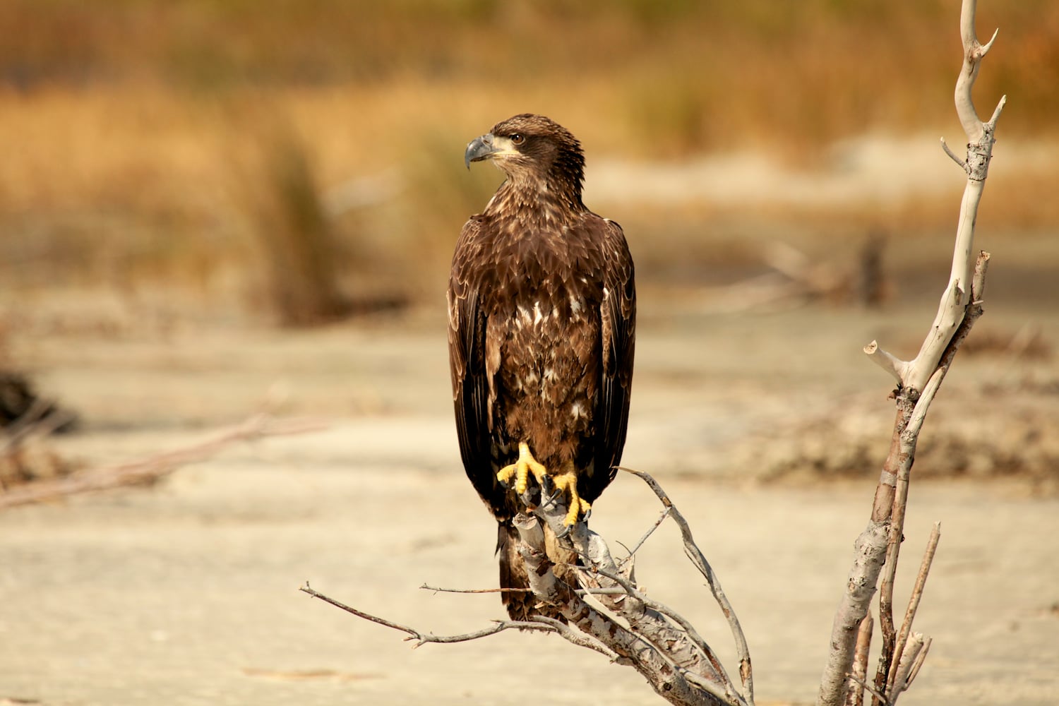 Little St. Simons Island by Britt Brown