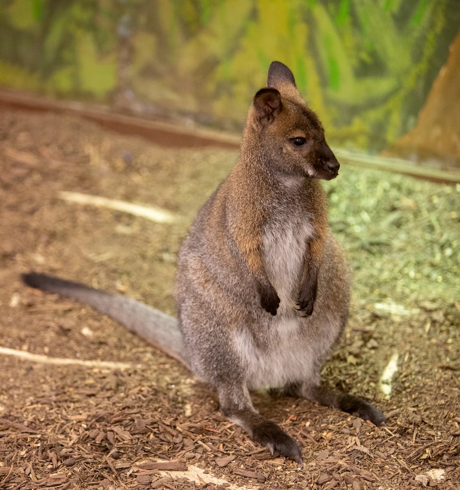 A wallaby plays in its habitat during the opening of SeaQuest aquarium in The Mall at Stonecrest. PHIL SKINNER FOR THE ATLANTA JOURNAL-CONSTITUTION.