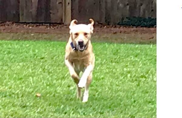 Theresa Roebuck of Atlanta submitted this photo of her lab Chase on the run.