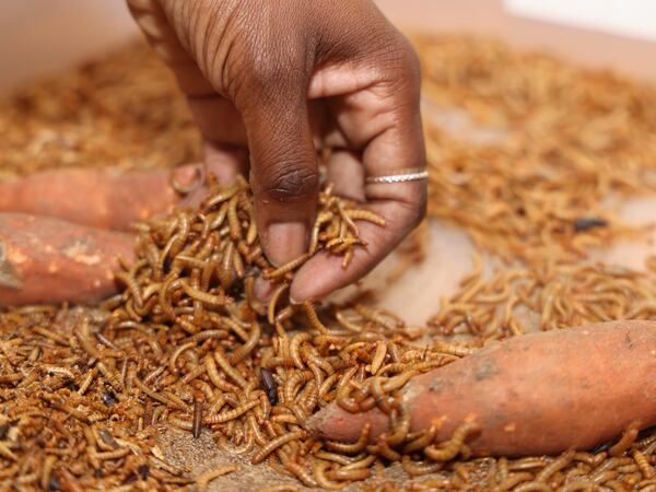 Darkling beetle larvae, also called mealworms, require no water to grow, only the moisture in the starchy vegetables that they eat. They also prefer the dark. When roasted and ground into a powder, they have a shelf-life up to a year. (Tyson A. Horne / tyson.horne@ajc.com)
