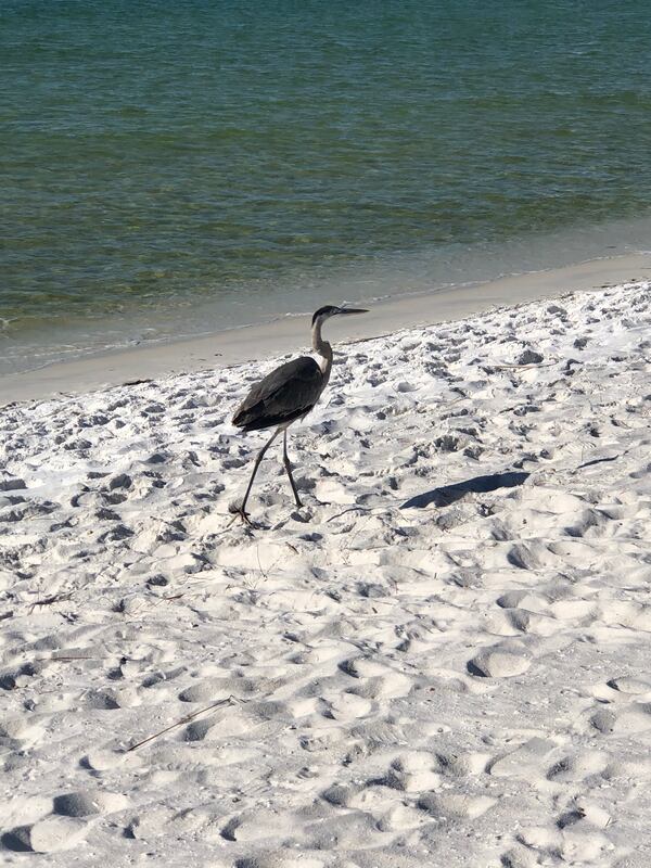 This picture of a Blue Heron walking along the beach in Destin, FL was taken by Dianna MacDonald in February 2020.