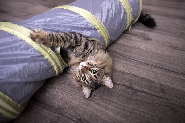 Petlinks Twinkle Chute Tunnel Cat Toy Available at local Walmart stores and on Walmart.com.