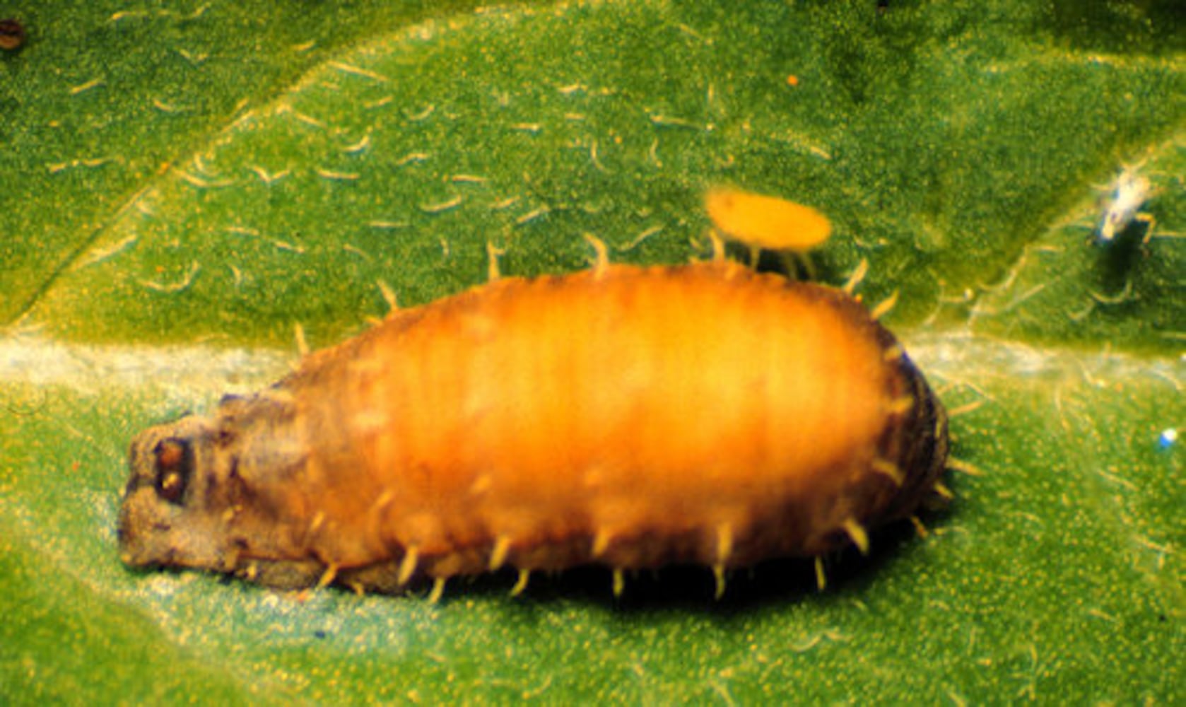 Garden pests and beneficial bugs