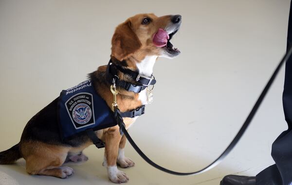 MARCH 16, 2017  NEWNAN U.S. Customs and Border Protection  Agriculture Specialist Amabelle Gella and âMurray,â K9 Beagle, perform a search during a demonstration at the National Detector Dog Training Center in Newnan, Thursday, March 16, 2017.  Murray was rescued in the Northeast Georgia Animal Shelter after sustaining obvious injuries. After his rescue, he was trained as an agriculture detector dog through the USDA.  He'll work at Hartsfield Jackson International Airport. KENT D. JOHNSON/AJC