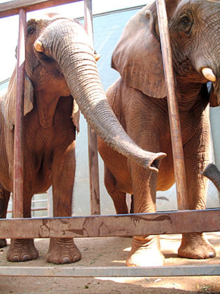 Zoo Atlanta prepares for baby elephant's arrival