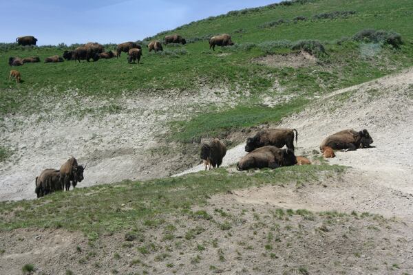 Herds of bison graze Yellowstoneâs pastures. More than 60 million of the "shaggy beasts," a fitting term for the animals, once roamed America's Great Plains. (Mary Ann Anderson/TNS)