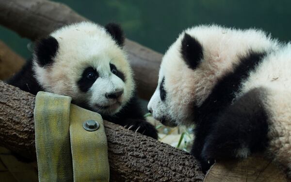 Zoo Atlanta is home to the only twin giant panda cubs in the U.S. Ya Lun and Xi Lun even have their own 24-hour-a-day Panda Cam.