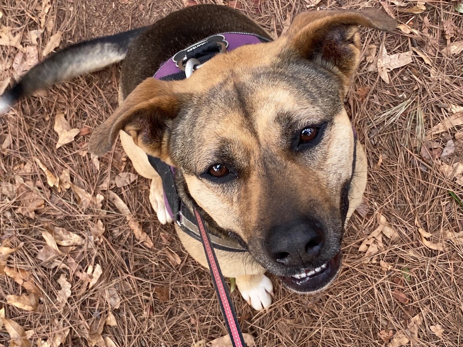 Zoe Welday is a German shepherd-beagle mix and, we're told, an avid fan of The Jolt, especially the Dog of the Day. (Courtesy photo)