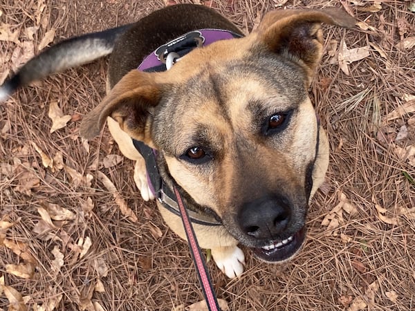 Zoe Welday is a German shepherd-beagle mix and, we're told, an avid fan of The Jolt, especially the Dog of the Day. (Courtesy photo)