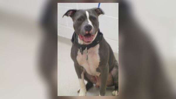 The investigation into Kilo’s injuries were turned over to Cobb County Animal Services.