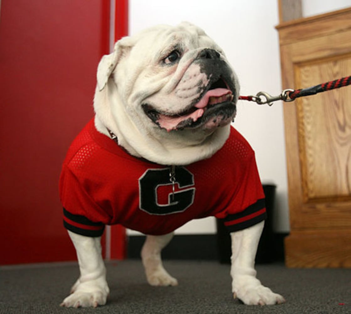 Georgia's Uga mascots