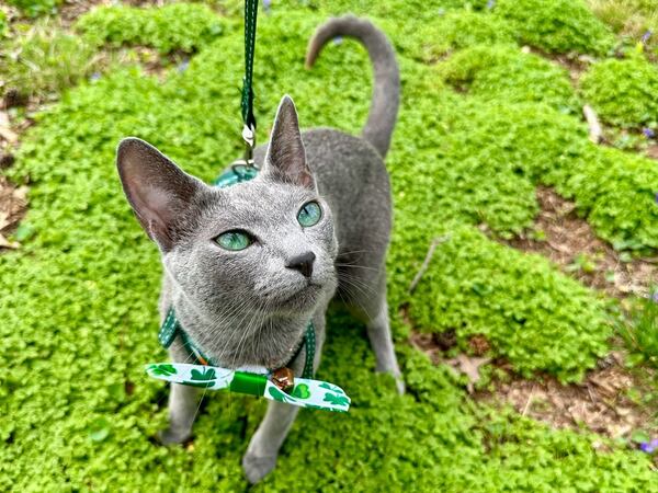 Nattily styled Mr. Basil Greenberg enjoys a field of clover on St. Patrick's Day.