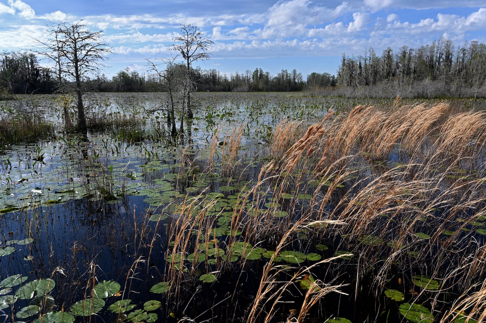 
Waterlilies, ferns, maidencane, and a variety of sedges and grasses cover the Okefenokee Swamp.