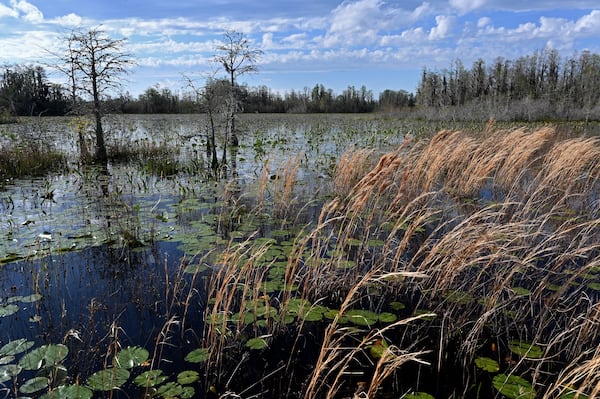 
Waterlilies, ferns, maidencane, and a variety of sedges and grasses cover the Okefenokee Swamp. Hyosub Shin/AJC