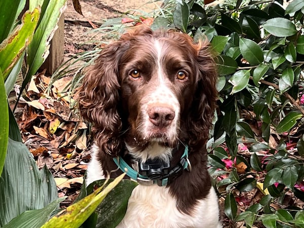 George Brodrick is the first dog of Watkinsville, Georgia. Among his duties are guarding the yard of Mayor Brian Brodrick from local squirrels. (Courtesy photo)