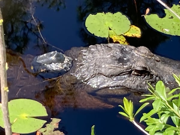 A transmitter affixed behind the gator's head sends signals that Hoog can pick up. Twenty-one gators have the devices. (Mark Davis for The Atlanta Journal-Constitution)