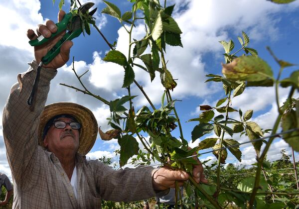 September 22, 2016 Wray, GA: Jose Tinajero of Mexico trims a blackberry vine at Paulk Vineyards. Gary Paulk, owner of Paulk Vineyards in Wray, Georgia, produces grapes and blackberries. The crops require more than 100 workers, mostly migrant laborers, during peak harvest. Paulk fears Donald Trump’s stance on illegal immigration could threaten his business. BRANT SANDERLIN/BSANDERLIN@AJC.COM