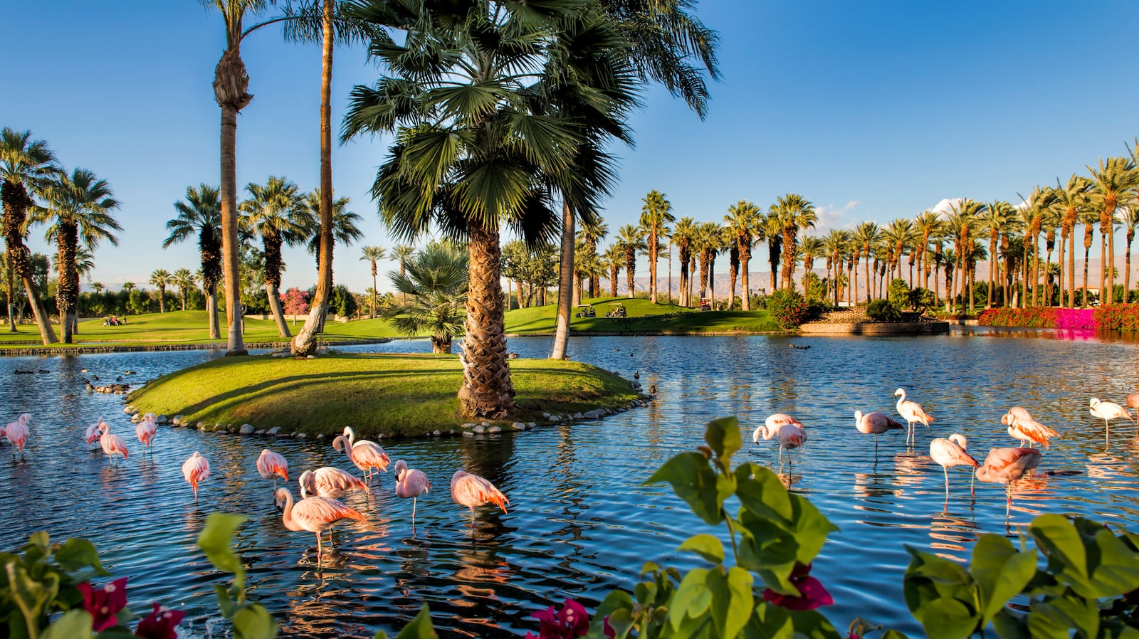 Flamingo Island at  JW Marriott Desert Springs: