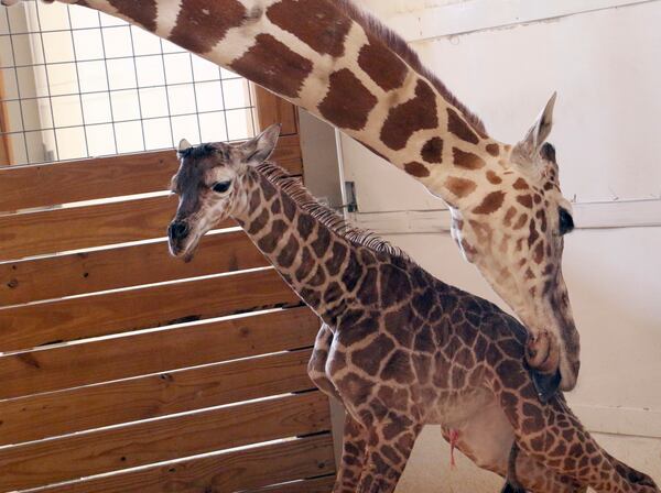 FILE - In this April 15, 2017, file photo, provided by Animal Adventure Park in Binghamton, N.Y., a giraffe named April licks her new calf.  (Animal Adventure Park via AP, File)