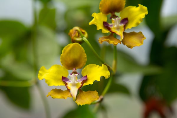 The Atlanta Botanical Garden grows hundreds of varieties of orchids. Orchid Daze incorporates art into its orchid displays every year. Atlanta Botanical Garden