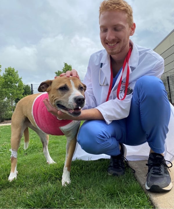 This is Darla a day after her surgery with Fred Torpy, a fourth-year veterinary student at the University of Georgia. (Courtesy of Natalia Rivera Viscal)